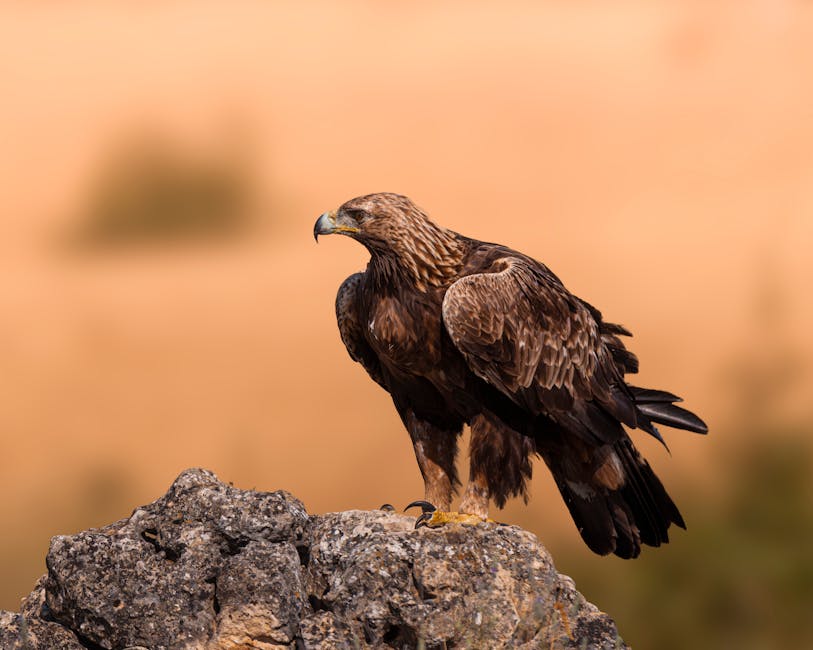 Cadência de follow-ups: automação sem soar invasivo